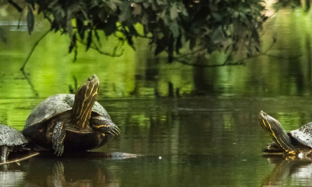 Slow Travel in Costa Rica: Why Taking Your Time Makes the Trip Better