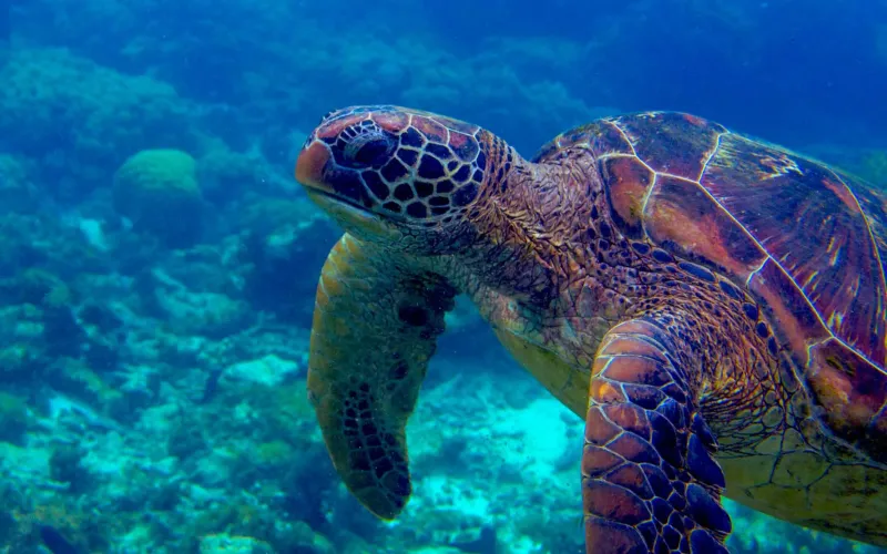 Costa Rica para Amantes del Buceo