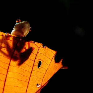 Nocturnal Experience + Dinner