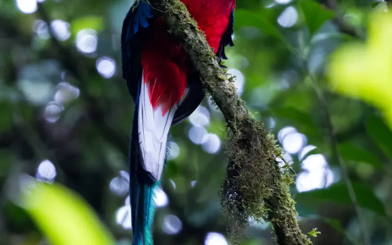 Vogelbeobachtung in Costa Rica: die besten Orte und Reisezeiten