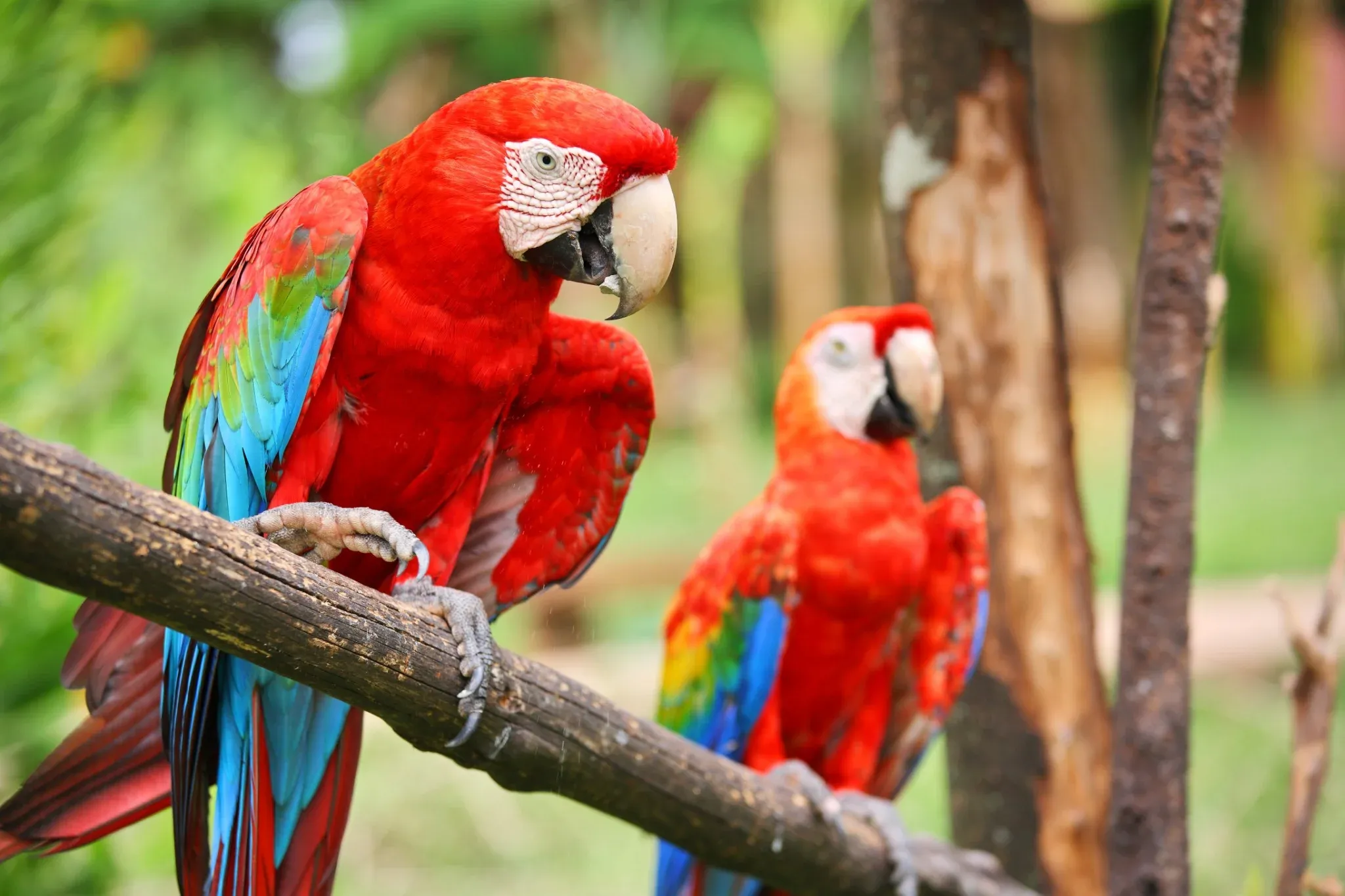 Scarlet macaws perched on a tree branch in the Costa Rican rainforest, representing the vibrant birdlife of the region
