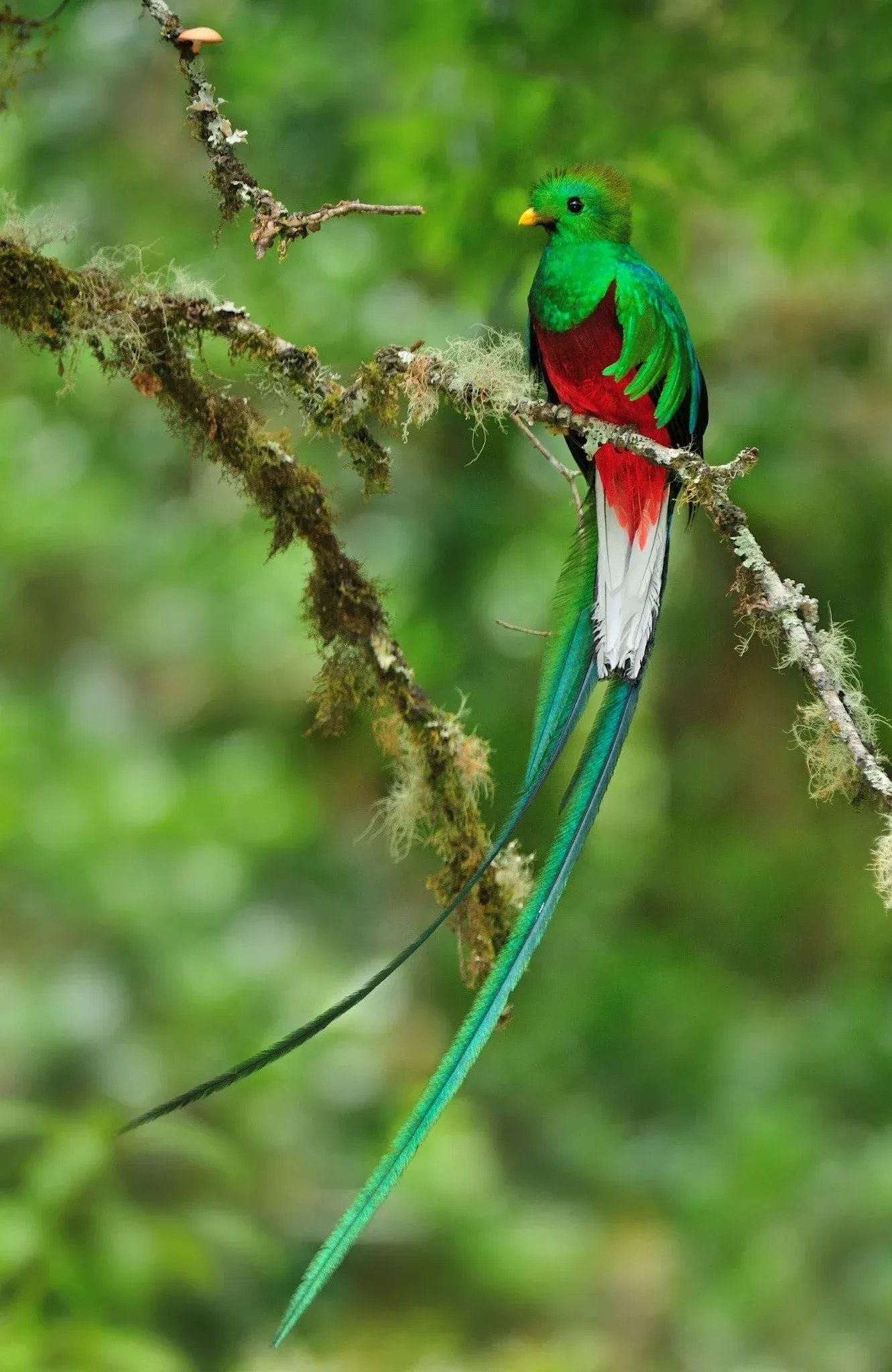 Vogelbeobachtung