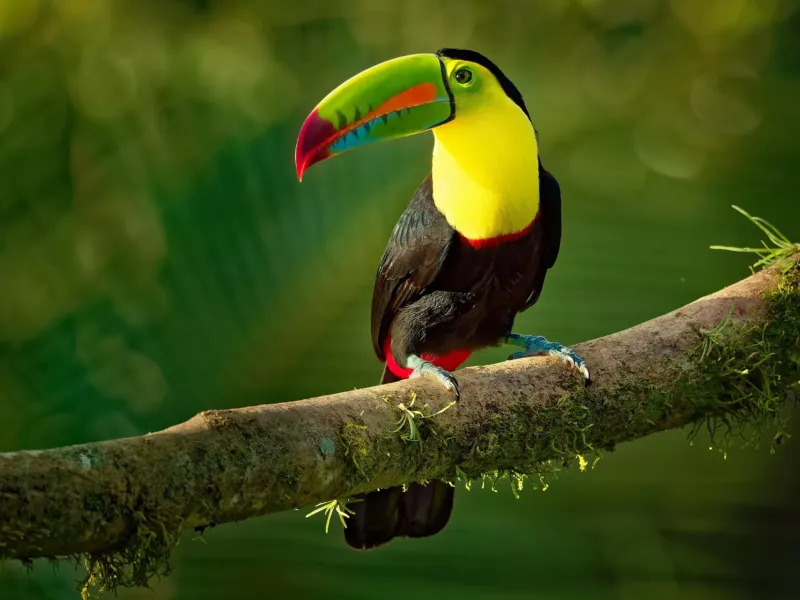 Le voci della foresta: tour di birdwatching in Costa Rica