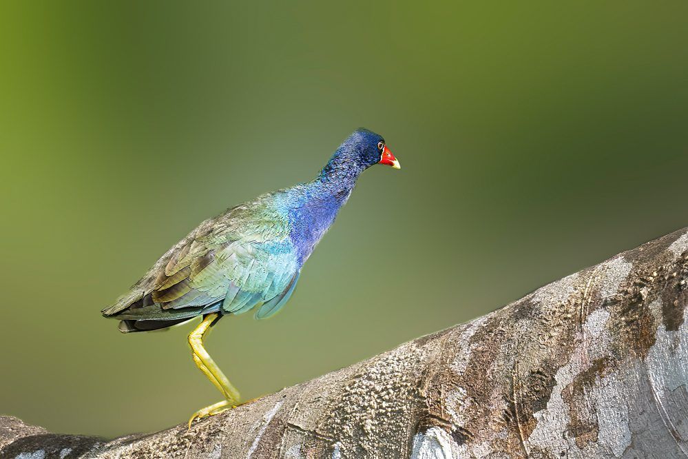 Purperkoet op een boomstam in Costa Rica