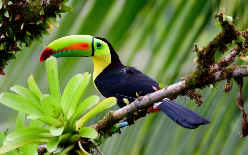 Natural Treasures of Costa Rica