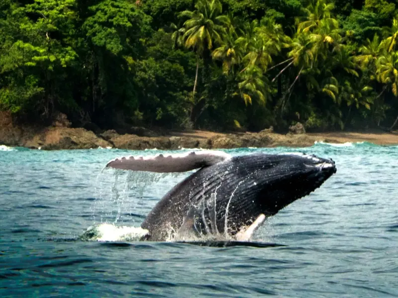 Tour subacqueo in Costa Rica: Arenal, Manuel Antonio & Drake Bay