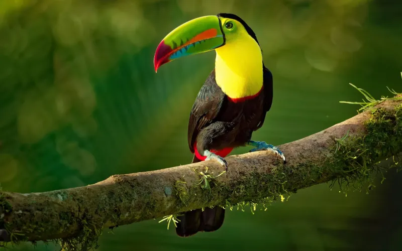 Le voci della foresta: tour di birdwatching in Costa Rica