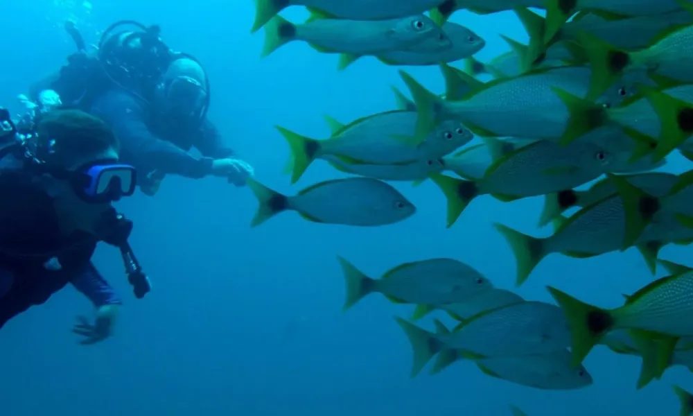 Dive into Costa Rica: Explore the Depths