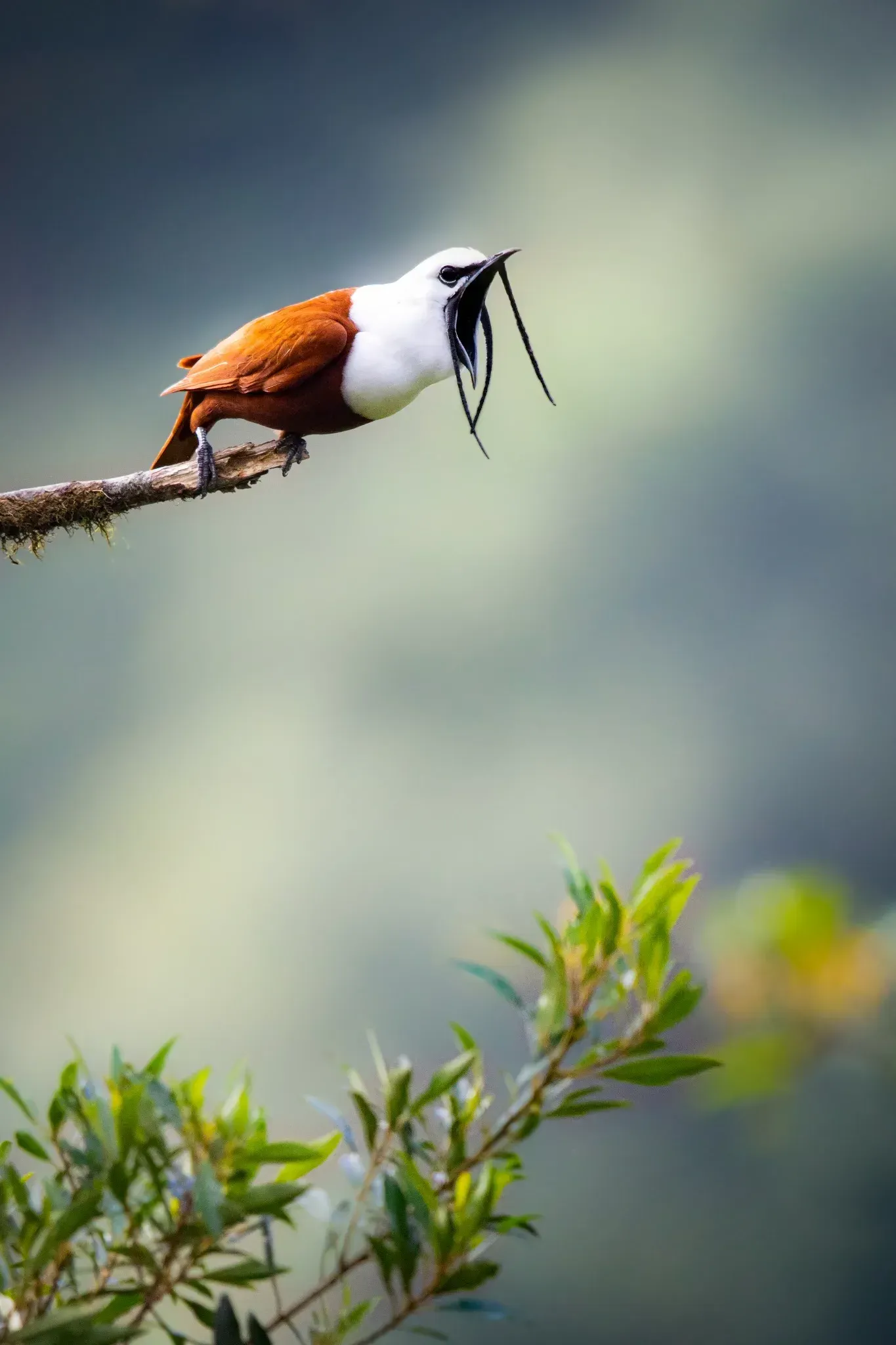 Birdwatching