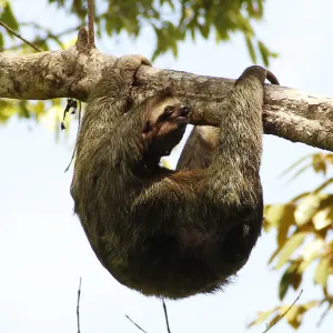 Faultiere in Costa Rica: Wo Sie die gemütlichsten Tiere des Landes entdecken