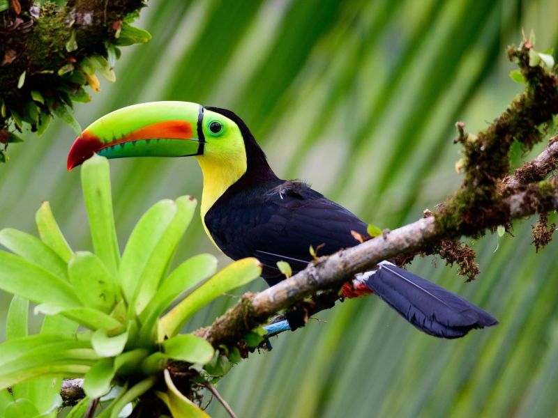 Natural Treasures of Costa Rica
