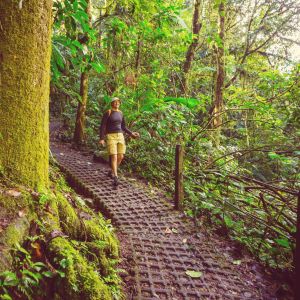 Door de top-vogelgebieden van Costa Rica: hooglanden, nevelwoud en regenwoud