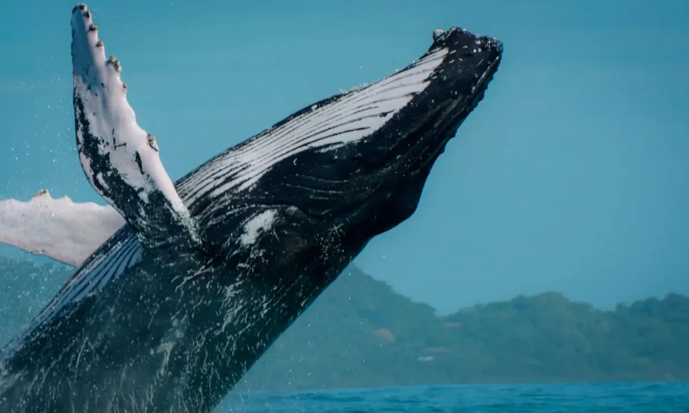Embrace the Magic of the Upcoming Whale Season in Costa Rica