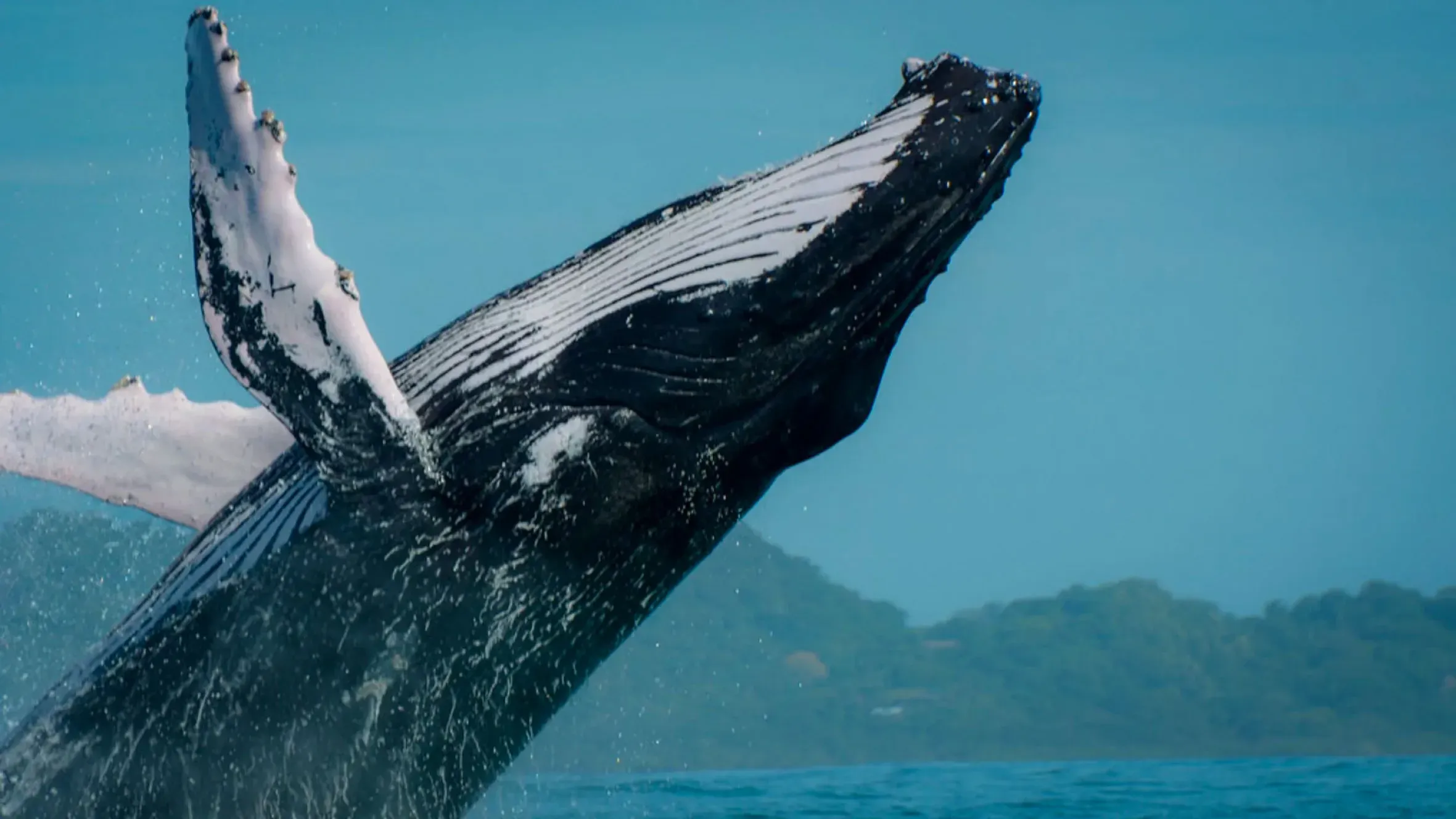 Embrace the Magic of the Upcoming Whale Season in Costa Rica