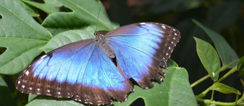 Día libre en Península de Osa