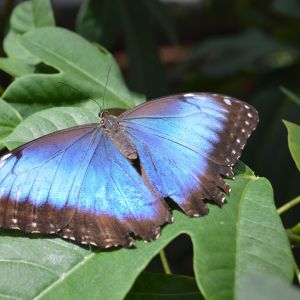 Costa Rica Pura Vida