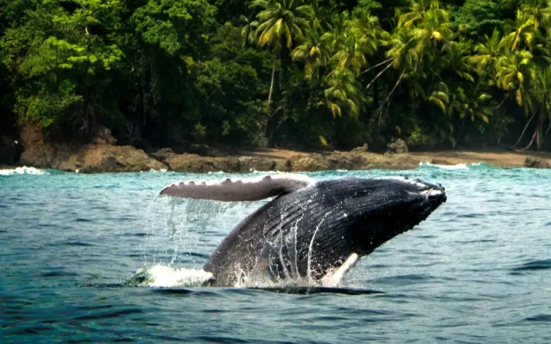Tour subacqueo in Costa Rica: Arenal, Manuel Antonio & Drake Bay