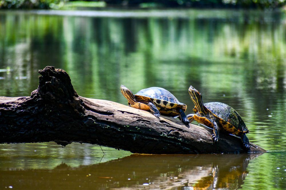 Tartarughe nel canale di Tortuguero, Costa Rica