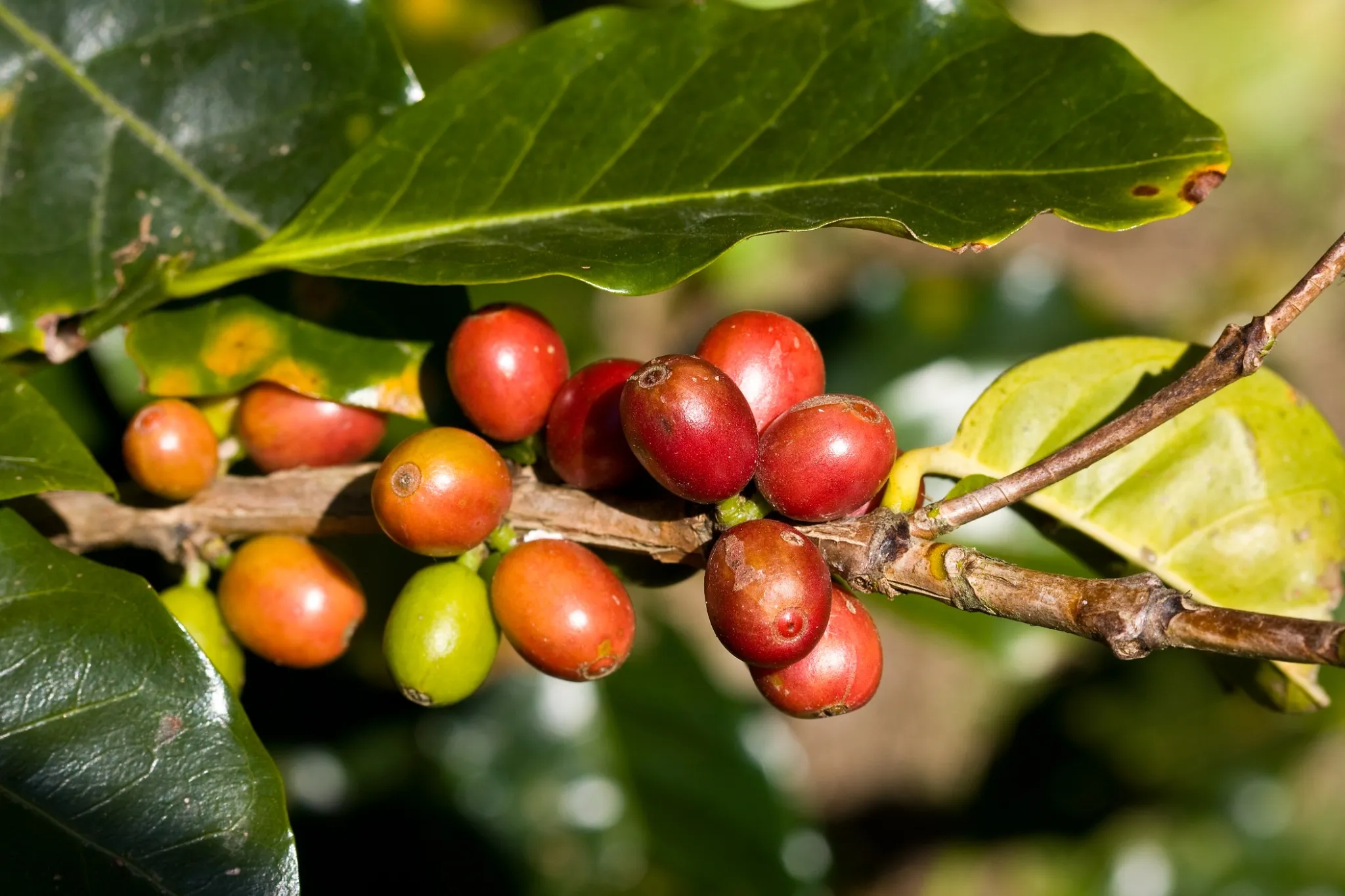 Ripe coffee cherries on the branch in Costa Rica