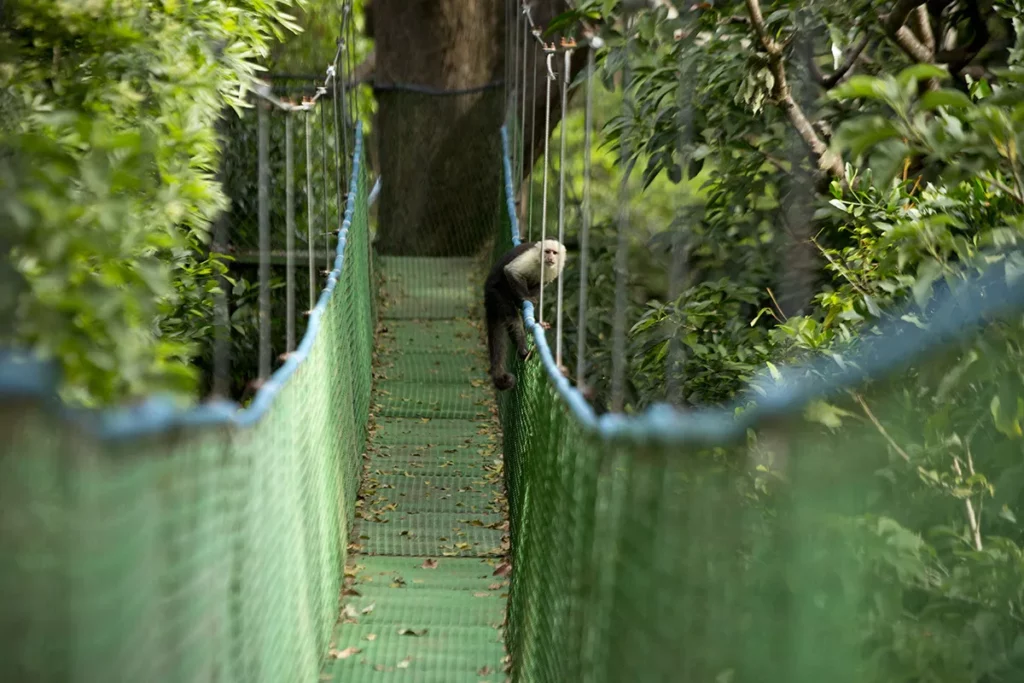 Aap in Costa Rica, waarom kiezen voor CRS Tours