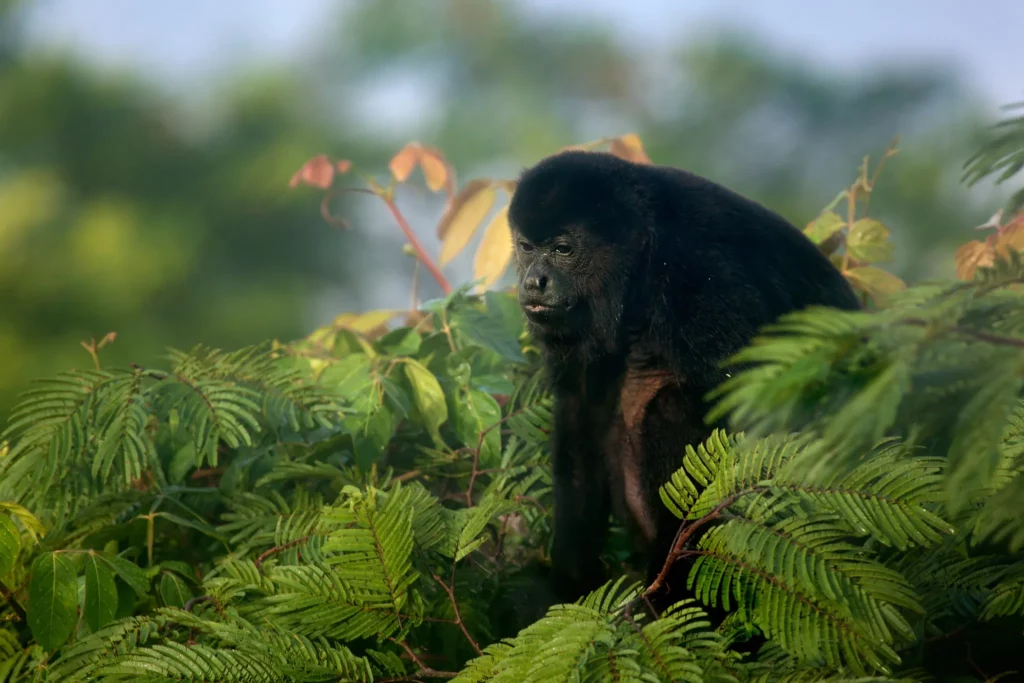 Monkey in Costa Rica, discover Costa Rica