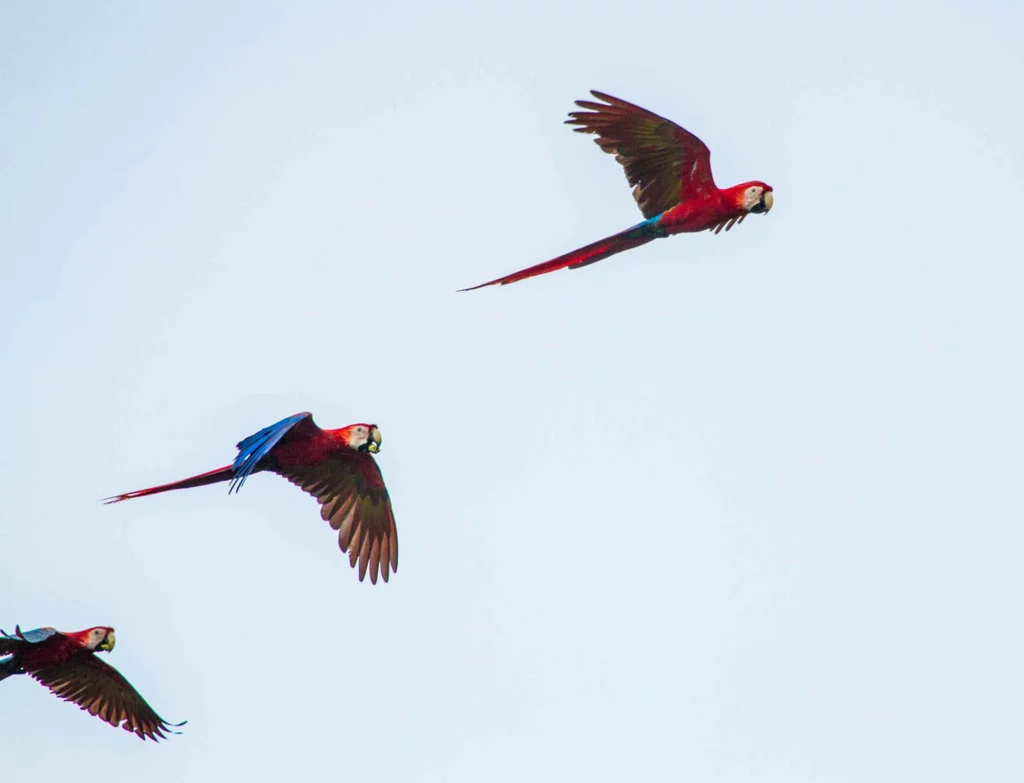 Tropical bird in Costa Rica, important facts for your Costa Rica trip