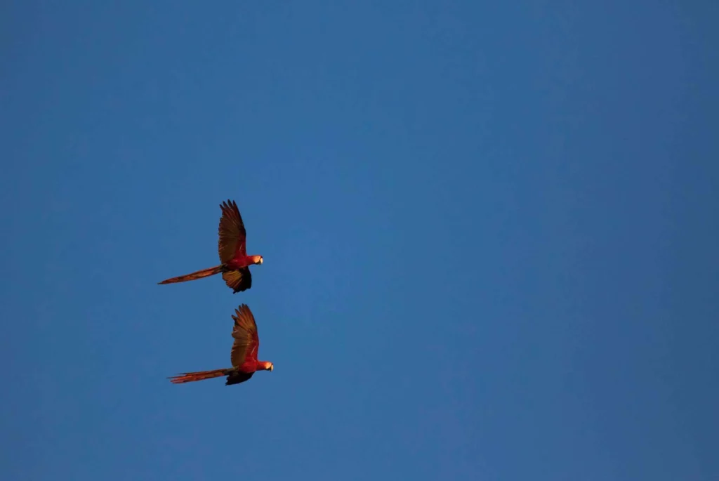 Tropical bird in Costa Rica, frequently asked questions about Costa Rica