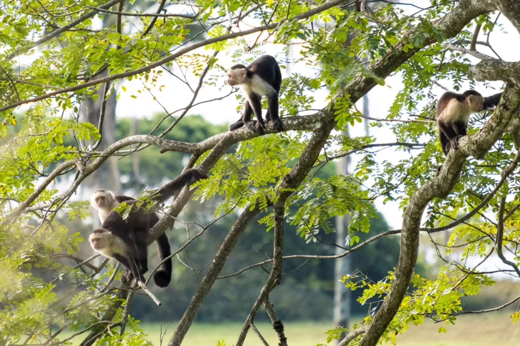 Mono en Costa Rica, por qué elegir CRS Tours