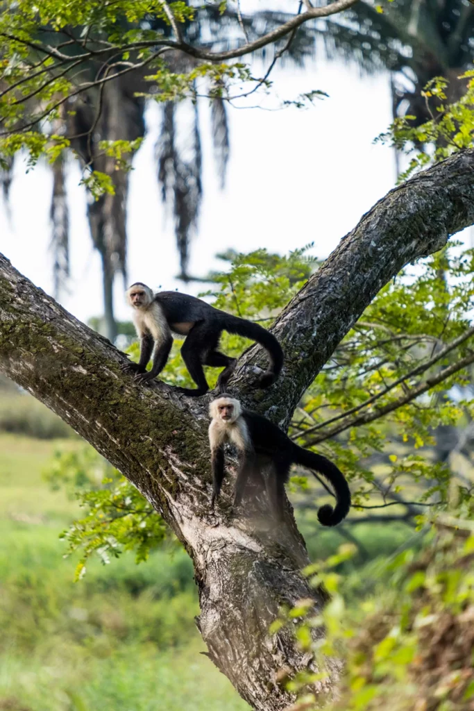 Scimmie nella foresta di Manuel Antonio