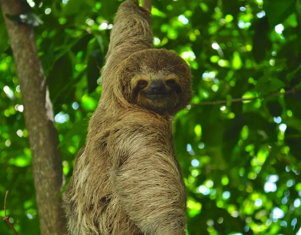 Perezoso en Costa Rica, turismo responsable en Costa Rica