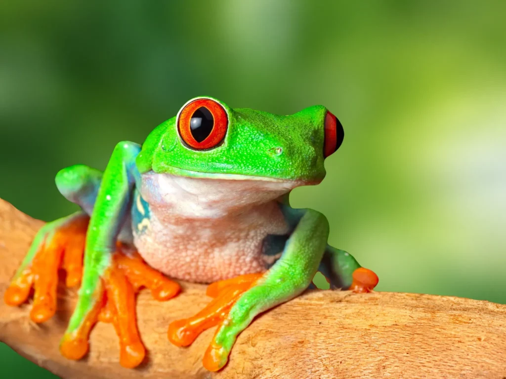 Rana de ojos rojos, símbolo de la fauna de Costa Rica
