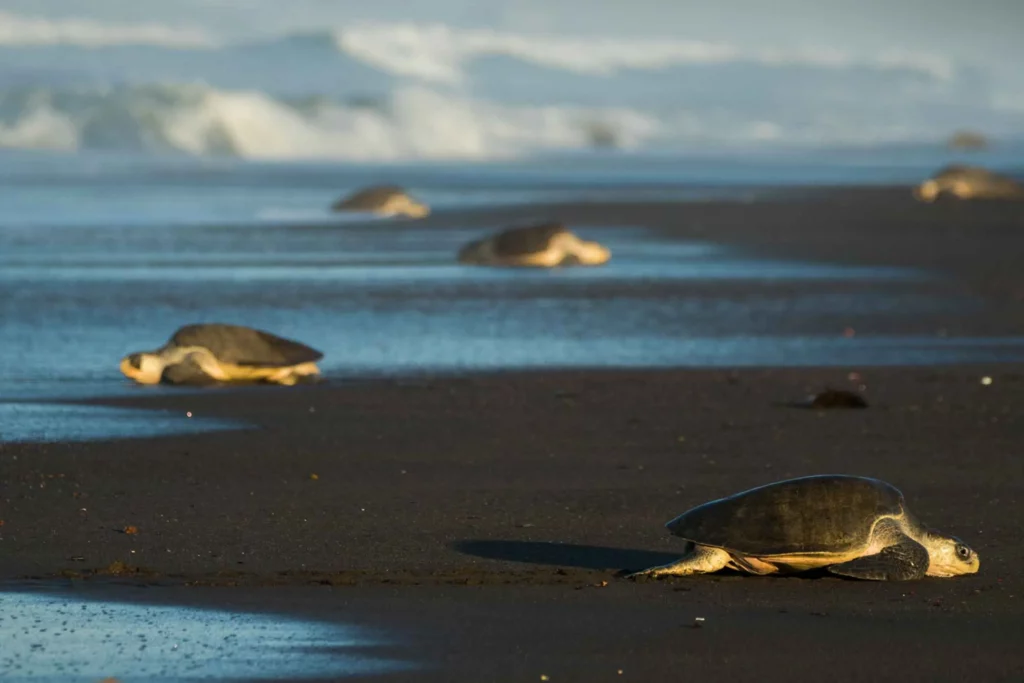 Zeeschildpad in Costa Rica, lokale projecten voor natuurbehoud