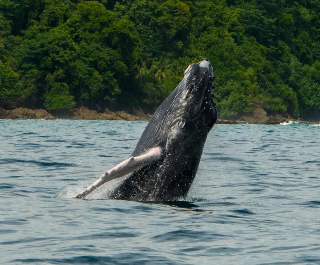 Ballena en el Pacífico de Costa Rica, descubra Costa Rica