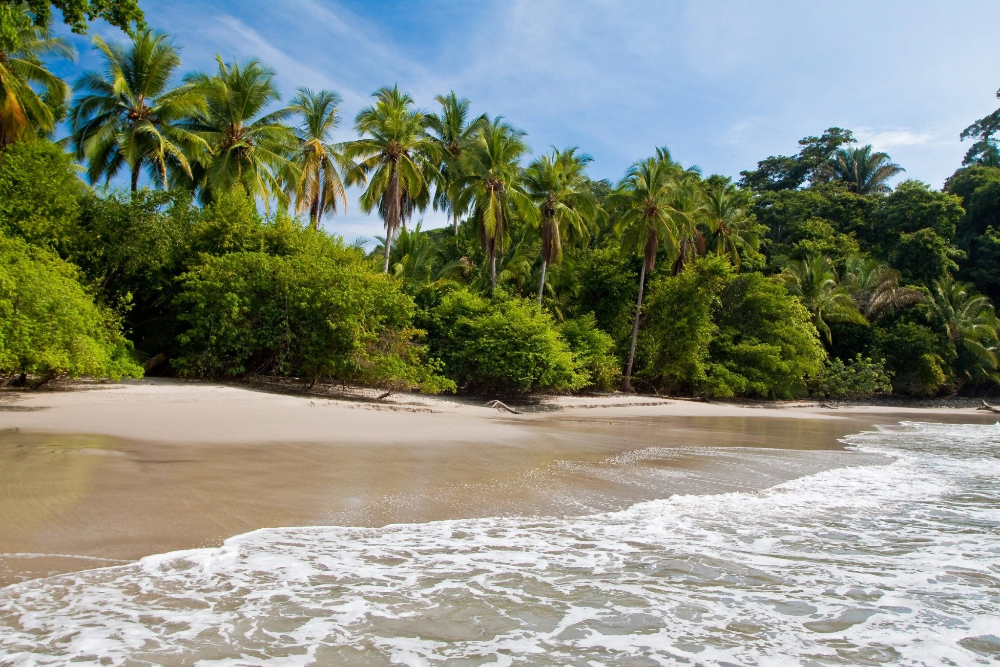 Palm trees and calm sea on an empty Costa Rican beach