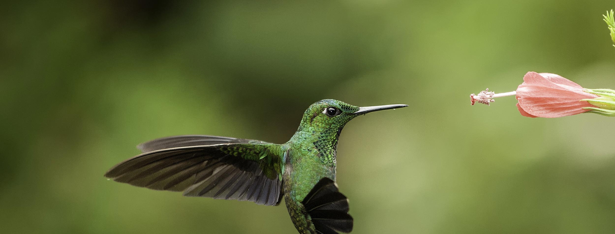 Hummingbird in flight at a flower in Costa Rica