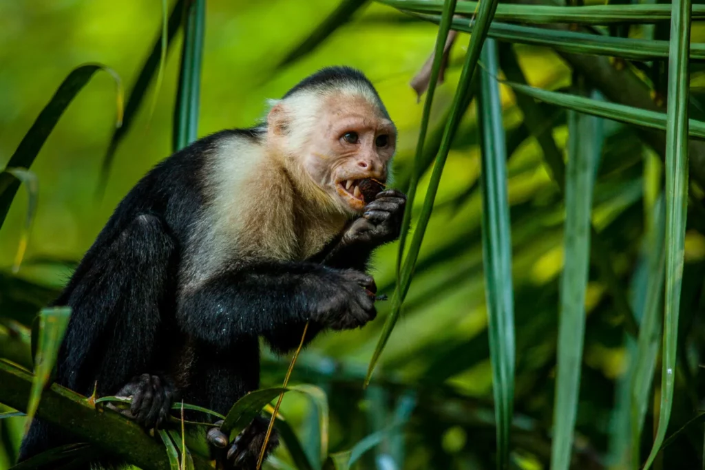 Monkey in Costa Rica, frequently asked questions about Costa Rica