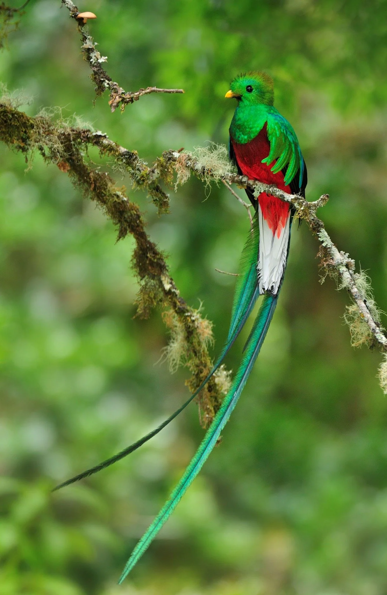 Resplendent Quetzal in the Talamanca highlands, Costa Rica