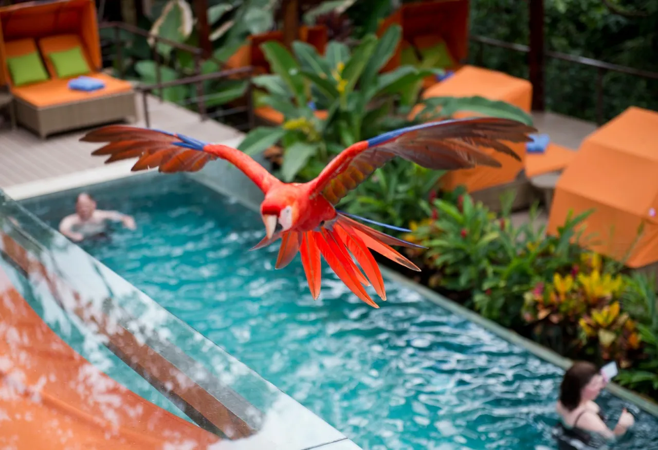 A scarlet macaw in flight in Costa Rica
