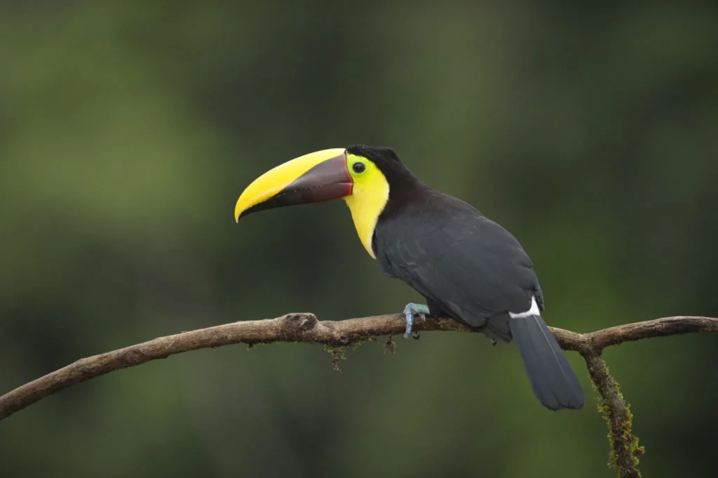 Chestnut-mandibled toucan perched in Costa Rica