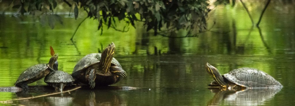 Sea turtle in Costa Rica, charity conservation projects