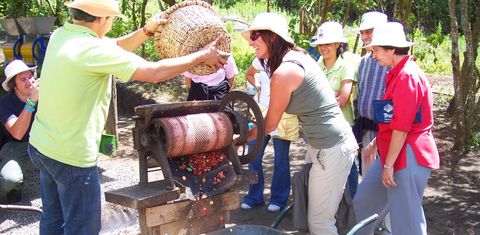 Coffee, chocolate and sugar cane on a Costa Rican farm