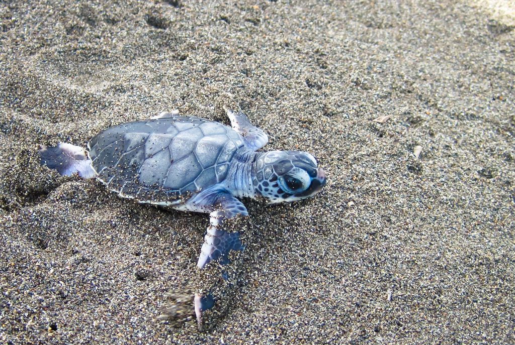 Zeeschildpad op het strand van Tortuguero, Costa Rica