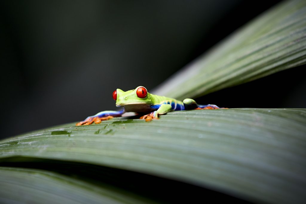 Rana de ojos rojos en Costa Rica, turismo responsable en Costa Rica