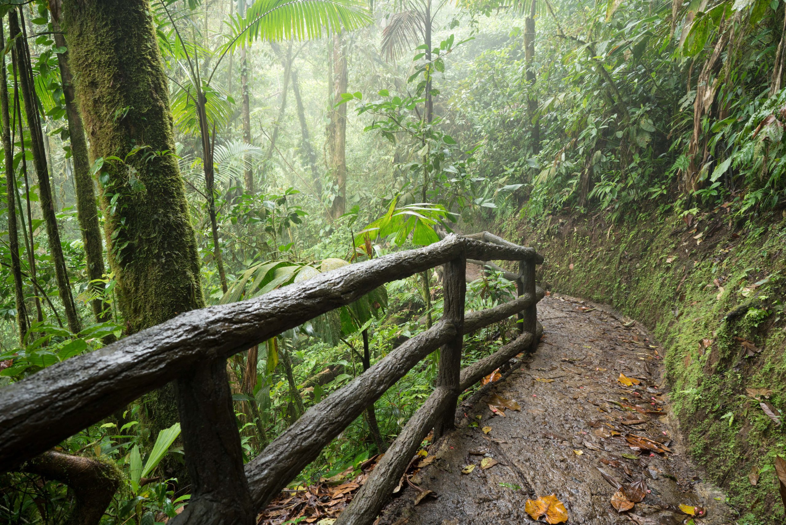Dense rainforest in Costa Rica