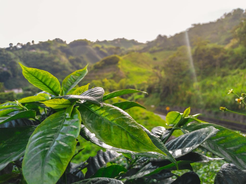 Ave tropical en Costa Rica, preguntas frecuentes sobre viajar a Costa Rica