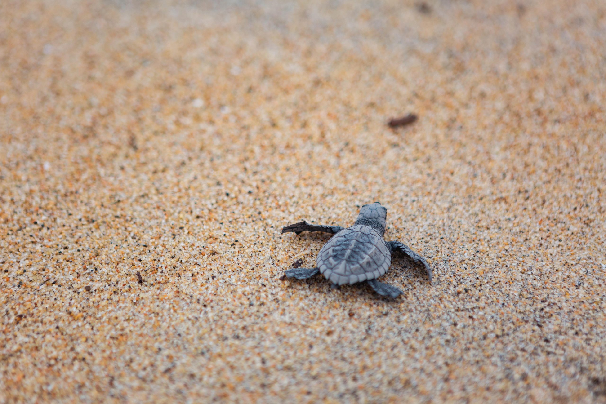 Newly hatched sea turtle on a Costa Rican beach