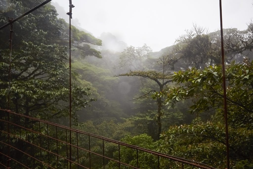 Hangbrug door het bladerdak in Monteverde, Costa Rica