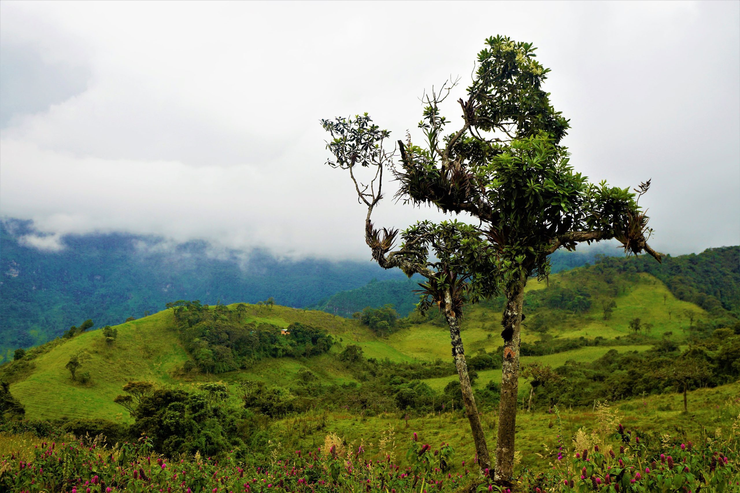 Green rural countryside and winding roads in Costa Rica