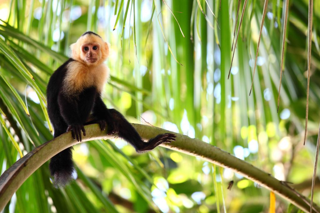 Kapucijnaapje in het nationale park Manuel Antonio, Costa Rica