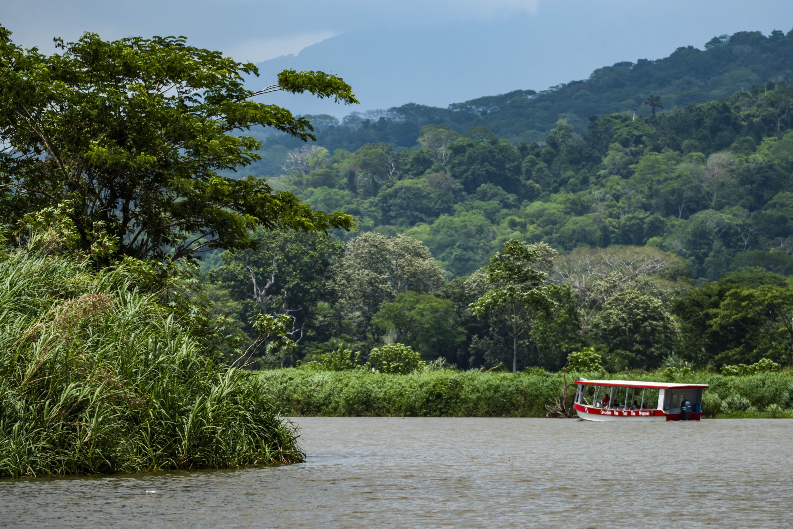 Boat on the Tárcoles river beside mangrove forest
